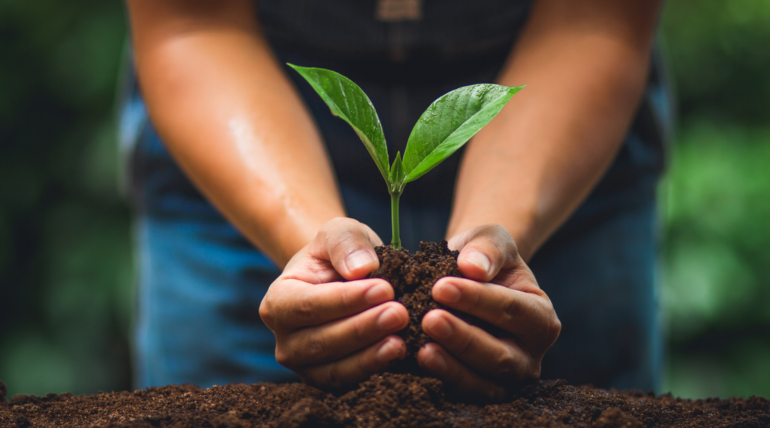 GC Collective Partners with Ecologi to Plant Trees for a Greener Future